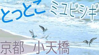 京丹後　小天橋のとっとこ歩く鳥　ミユビシギ