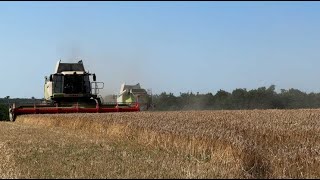 Jusqu’à 50 % de pertes, les céréaliers réalisent une moisson catastrophique