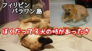 愛犬「パオ」私の家族　フィリピン・パラワン島から