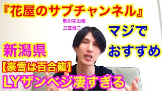 新潟県堀之内【豪雪は百合籠】LYザンベジがおすすめ‼️