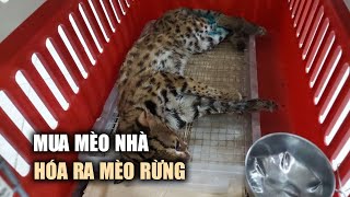 TP.HCM: Mua mèo nhà nhưng hóa ra mèo rừng quý hiếm