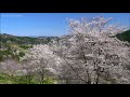 信州里山の春 中条 小川村 北アルプスと満開の桜