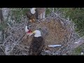 captiva eagle cam connie u0026 clive 20.01.2025 09 07