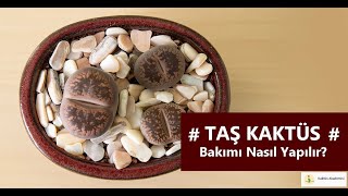 TAŞ KAKTÜS BAKIMI NASIL YAPILIR? | #Lithops