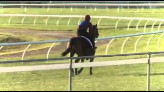 BMW Caulfield Cup | Mighty High | Melbourne Spring Racing Carnival | Ken Gregory