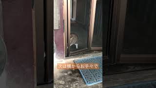 網戸を開けて脱走しようとする猫・おまけネコ / Cat trying to escape #Shorts