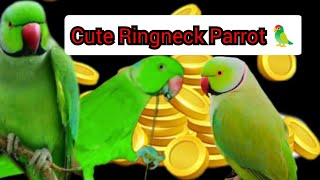 talking parrot mummy papa Love u 💓😗|| बोलने वाला तोता 😍😘🥰❤️