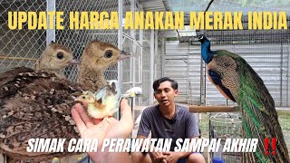 UPDATE ANAKAN MERAK INDIA ‼️ DAN CARA PERAWATNNYA‼️