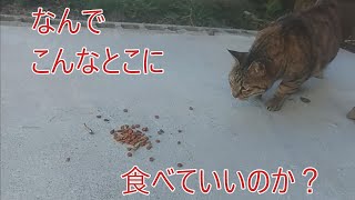 カウントダウン　101話