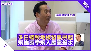 多白蟻致地板發黑拱起 滅蟲專家：白蟻繁殖最怕乾爽 飛蟻雨季入屋靠盤水 - 鄭丹瑞《健康旦》 滅蟲專家 #任永強 Part 2 (CC中文字幕)