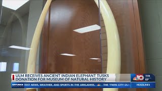 ULM Elephant Tusks