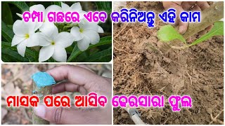 ଚମ୍ପା ଗଛରେ ଏବେ କରିନିଅନ୍ତୁ ଏହି କାମ ମାସକ ପରେ ଆସିବ ଢେରସାରା ଫୁଲ #plumeria #caretips #ଚମ୍ପା #ଗଛରଯତ୍ନ