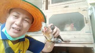 ไก่แจ้ทอมแทมขอนแก่น สีเบญจรงค์ 26/8/66  ,Tel.0992594592