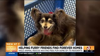 Helping furry friends find forever homes in Phoenix