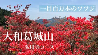 大和葛城山【登山】一目百万本のツツジ　関西登山記