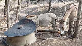 A Little Today's Homesteader Secret