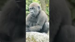 নিঃসঙ্গ বোধ করছে দুঃখী ছোট্ট গরিলা।#bdanimal #gorilla #monky #wildanimals #animals #gorilla