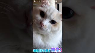 猫。撮影許可貰ず…無念！！！#shorts