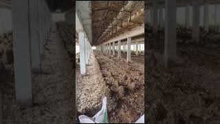 Chicken Manure Fertilizers | Available on IndiaMART