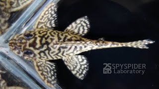 オリノコリアルメガクラウンプレコ　Orinoco Real Mega Crown Pleco