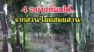 4 อย่างที่ผมได้ จากการทำสวนไผ่ผสมผสาน