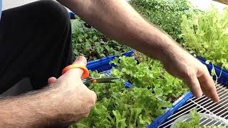 Best Way To Grow Lettuce Microgreens Or Baby Greens Indoors