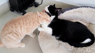 Kitten Loves It When Cat Gives Him Attention