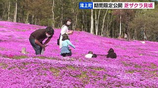 見ごろを迎えた10万平方メートルの芝ザクラ　春を満喫する家族連れ　北海道滝上町