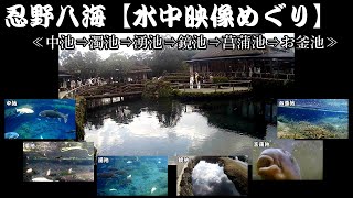 忍野八海【水中映像めぐり】