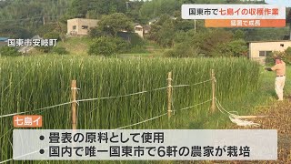 畳表の原料になる七島イの刈り取り　全国で唯一、国東市の6軒が栽培