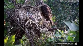 北部獨子巢 鷹爸送餐及小鷹連吐2食繭 2017 07 20(35天)