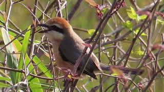 モズの鳴き声～地鳴き