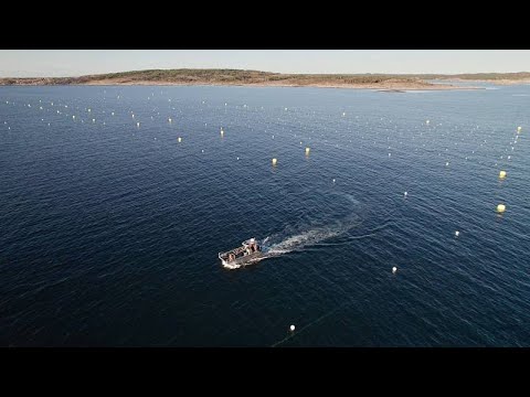 Is kelp a producer?