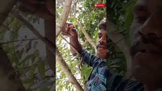 சுவையான நாவல் பழம் | Natural fruit 🍓🍑#shorts