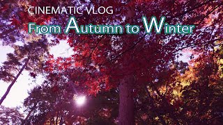 From autumn to winter 2020 Autumn leaves walk in JAPAN CINEMATIC VLOG # A little so far