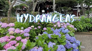 [Vlog] Hakusan Jinja Shrine with Hydrangeas | Tokyo Sightseeing, Japan