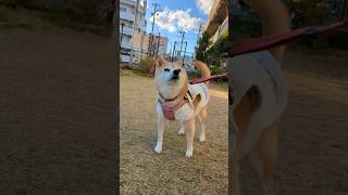 12歳柴犬の柴ドリル　#shorts