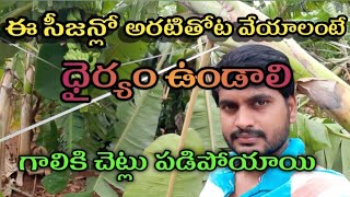 అరటితోట పడిపోయింది || Yalakki Banana Farm||