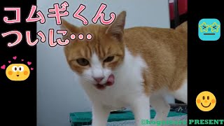 野良猫の多い長崎で地域猫活動をしています。皆さん応援してください！【犬猫殺処分率ワースト(2020年度)の長崎県で殺処分ゼロを目指すチャンネル】