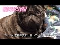 【パグの飼い方】part5 1薬用シャンプー u0026常在菌