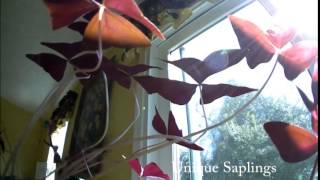 Oxalis Time Lapse