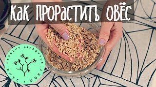 Проращивание - овес | raw | vegan | рецепт от Вкус\u0026Цвет