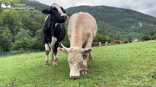 Una vaca protege al ternero que ha adoptado