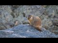 marmots in rocky mountain national park july 15 2017