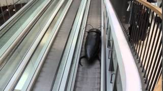 Giant cockroach on escalator