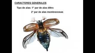 orden coleoptera - introduccion