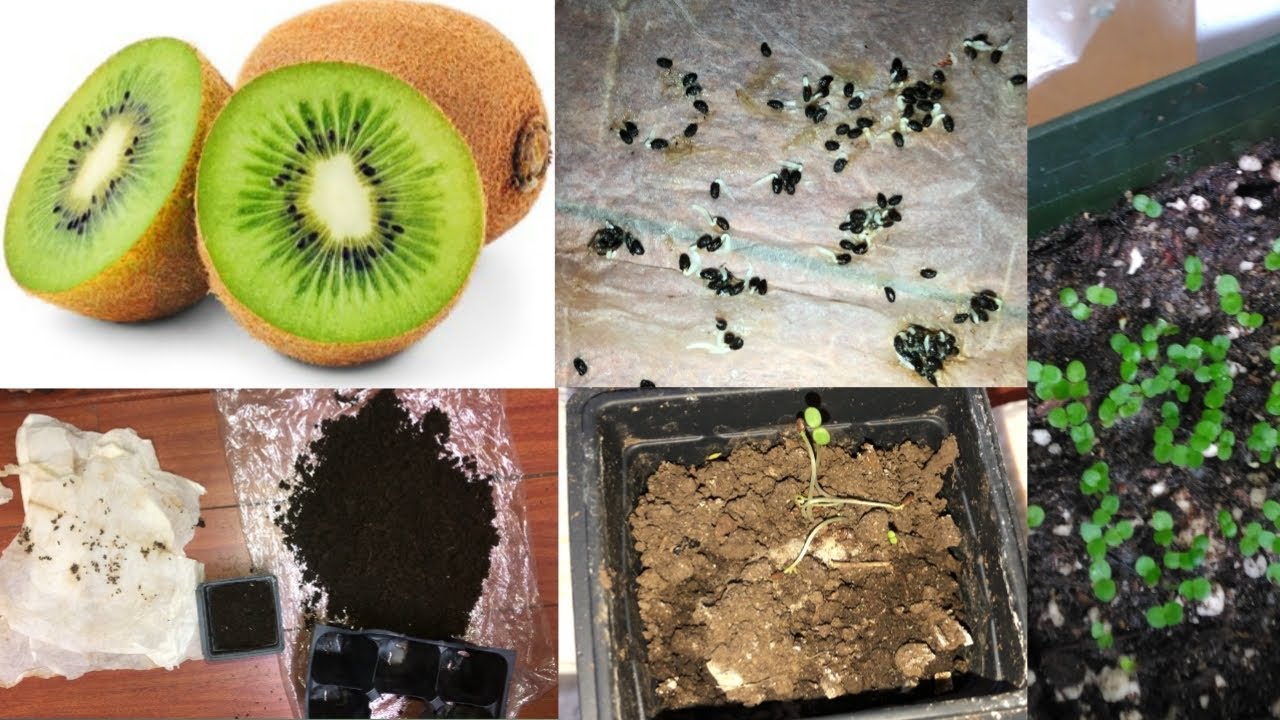 Kiwi Fruit Grow From Seed Kiwifruit Actinidia Spp Wisconsin