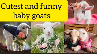 cute and funny baby goats, June 2022