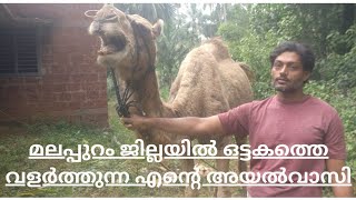 ഒട്ടകം വളർത്തുന്ന ശാനു|camel farming in Malappuram |camel safari|കുതിര വളർത്തൽ |