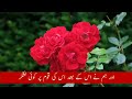 surah yasin yaseen with urdu tarjuma quran tilawat episode 0116 quran with urdu translation